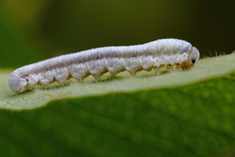 rups van een bladwesp