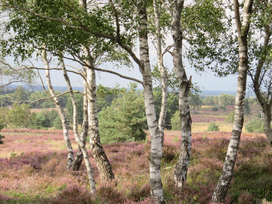 rust op de sallandse heuvelrug - Weer en landschap - 