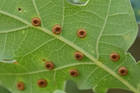 satijnen knoopjesgalwesp