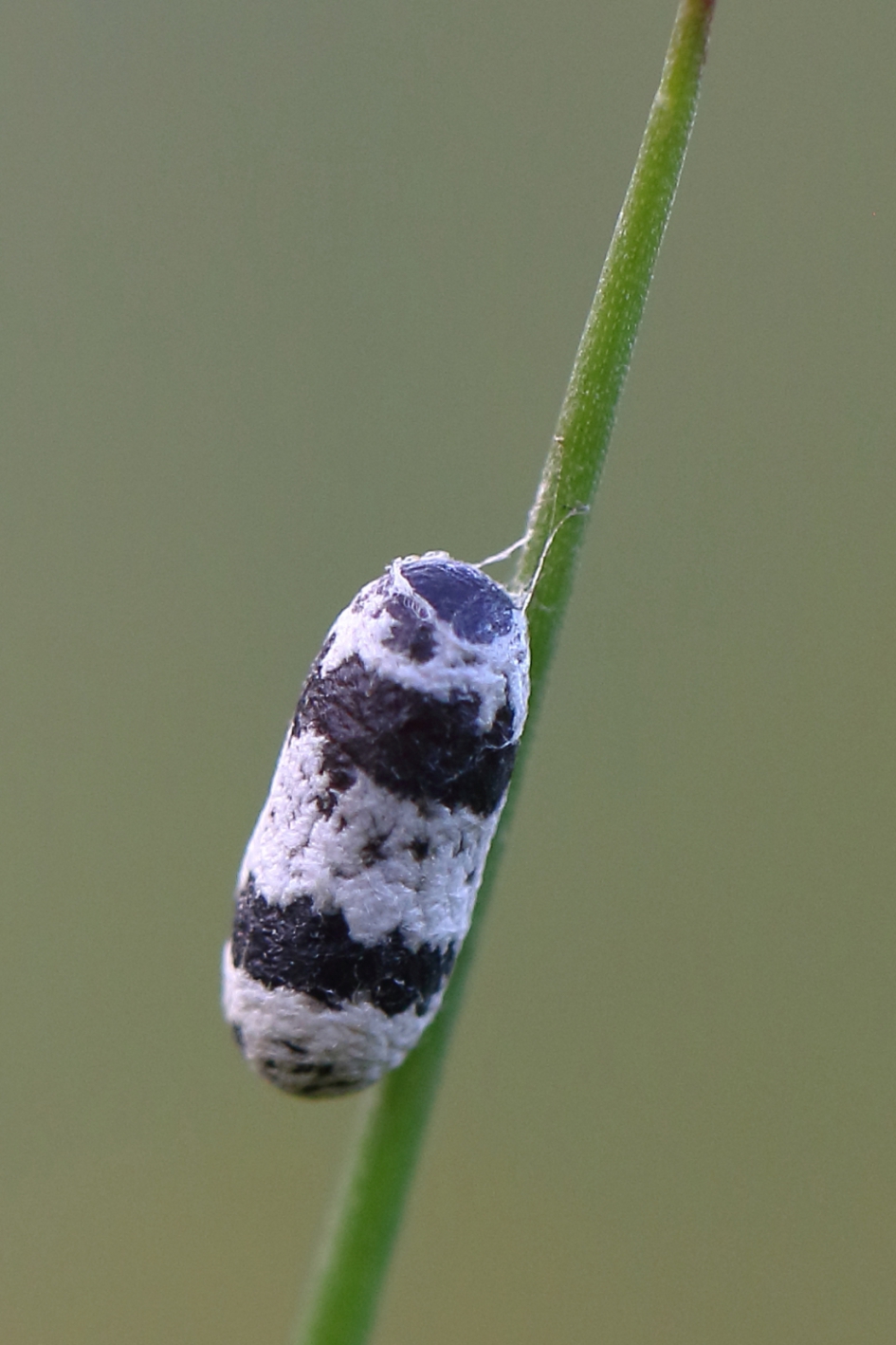 sluipwesp onbekend - Geleedpotigen - sluipwesp onbekend