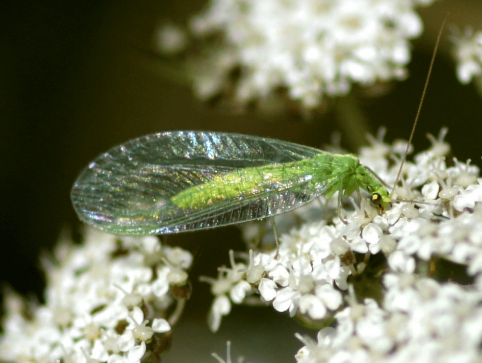 Soort Gaasvlieg - Geleedpotigen - Soort Gaasvlieg