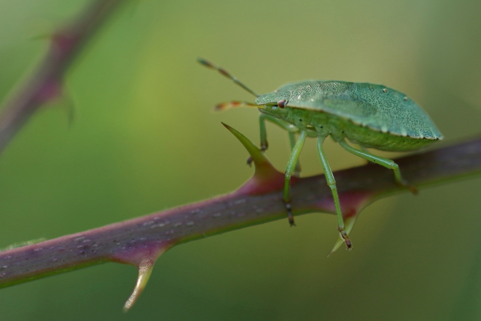 speerpunt of keerpunt - Geleedpotigen - groene schildwants