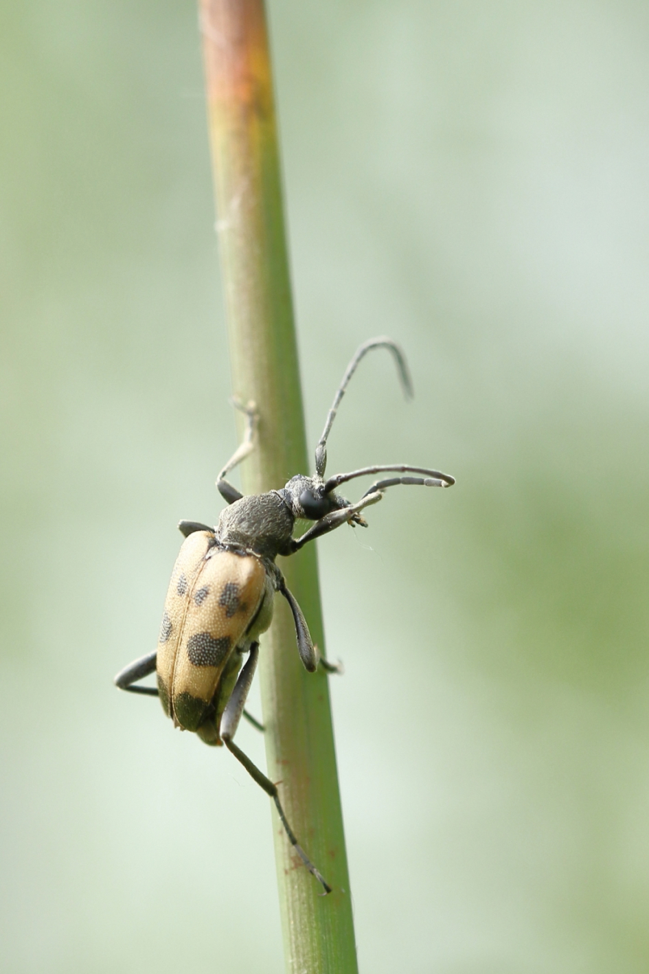 sprietkriebel - Geleedpotigen - korte smalboktor