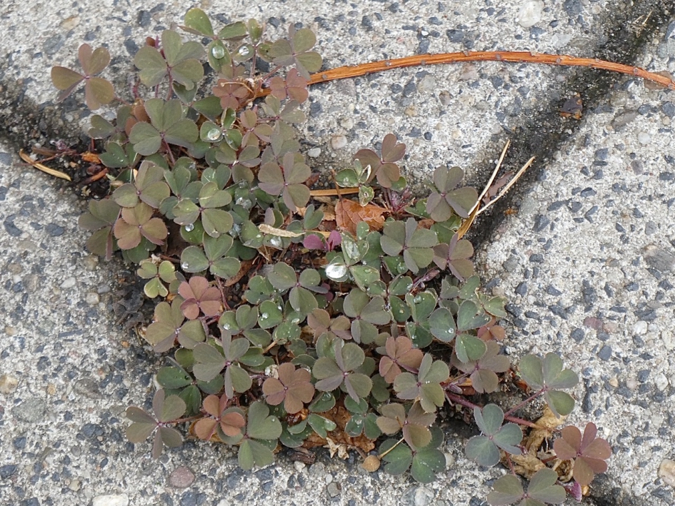 Springklaver - Planten - 