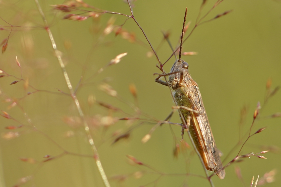 sprinkhaan - Geleedpotigen - biguttulus-groep