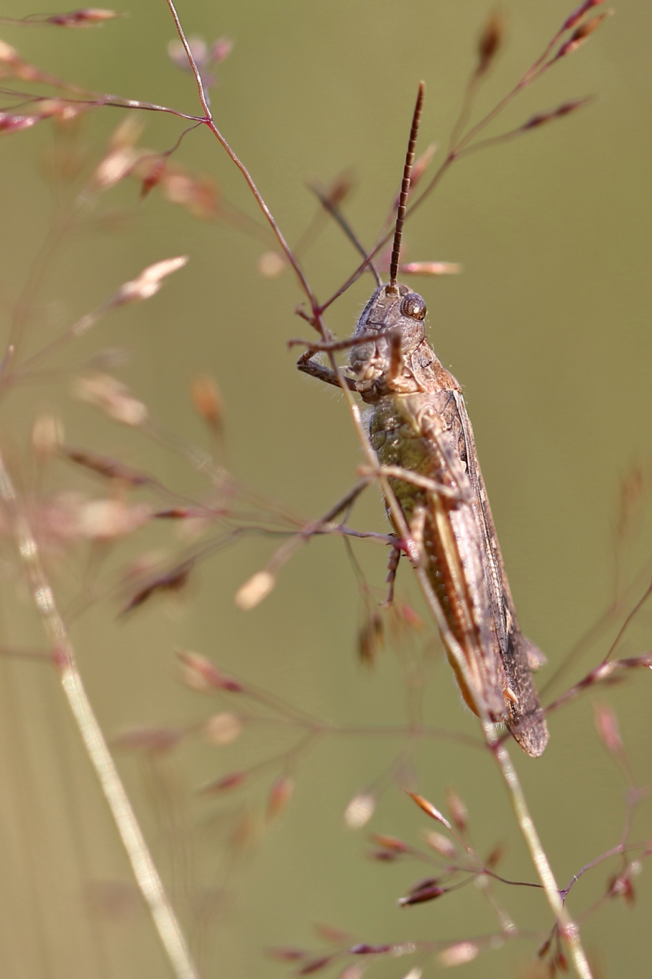 sprinkhaan uit de biguttulus groep - Geleedpotigen - biguttulus