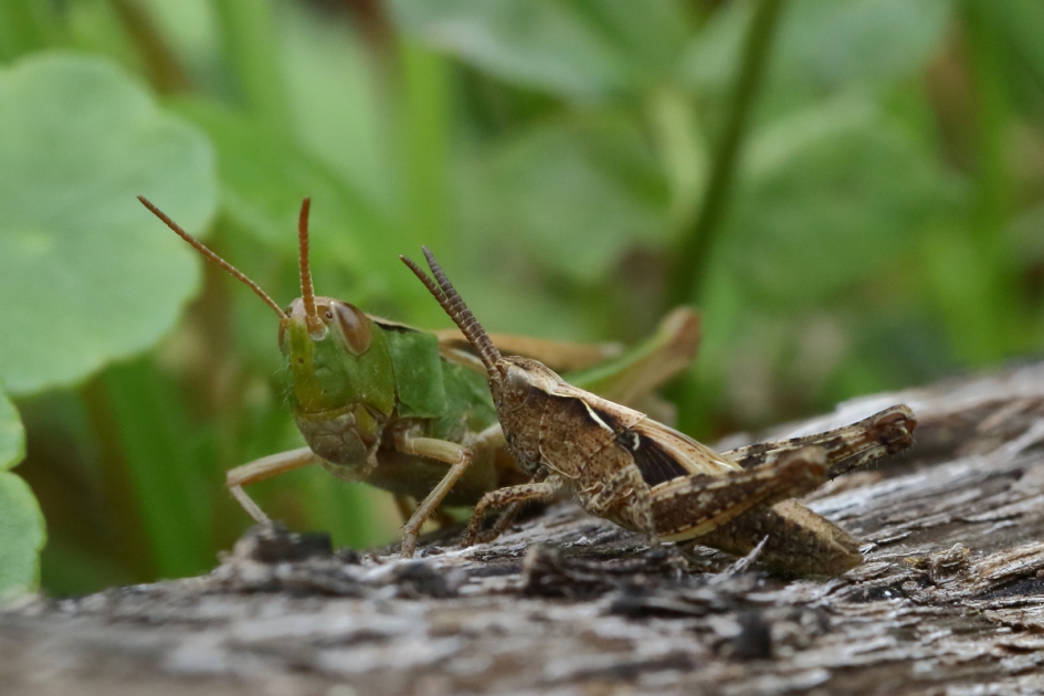 sprinkhanen - Geleedpotigen - 