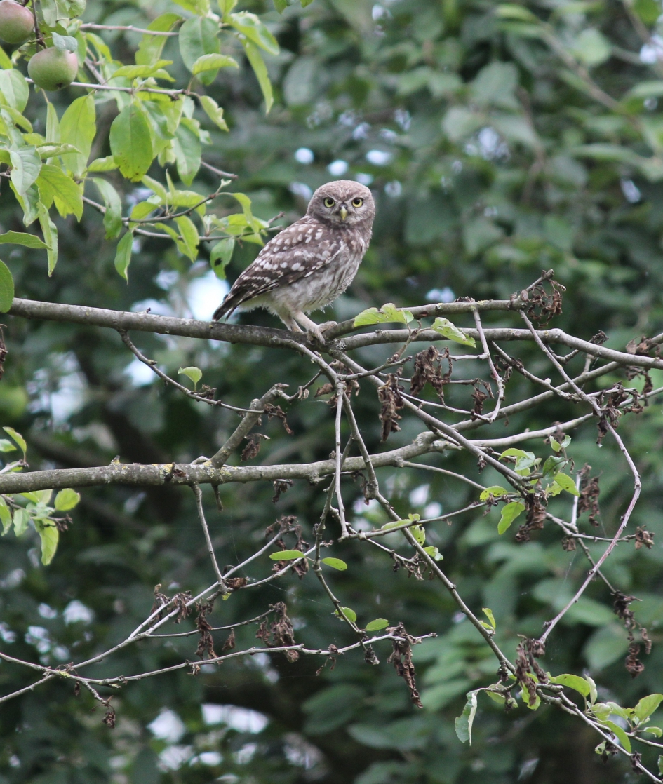 Steenuil - Vogels - Steenuil