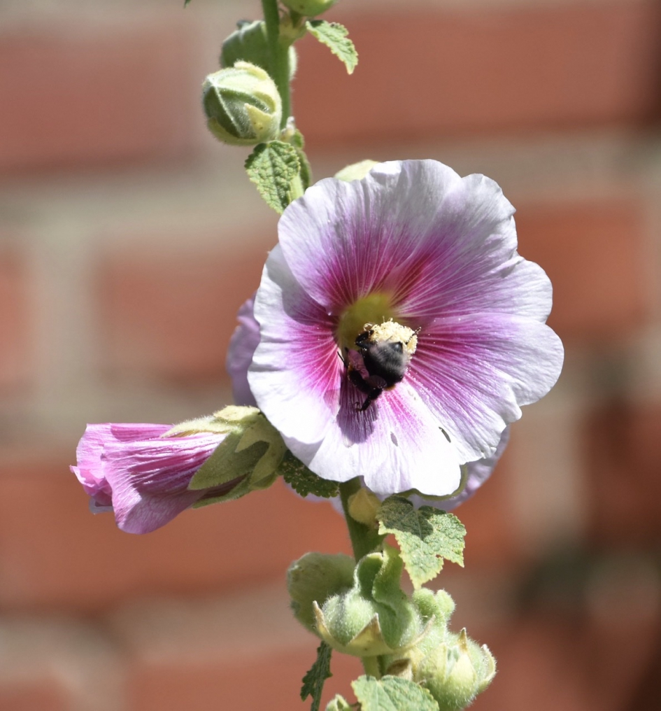 Stokroos - Planten - 