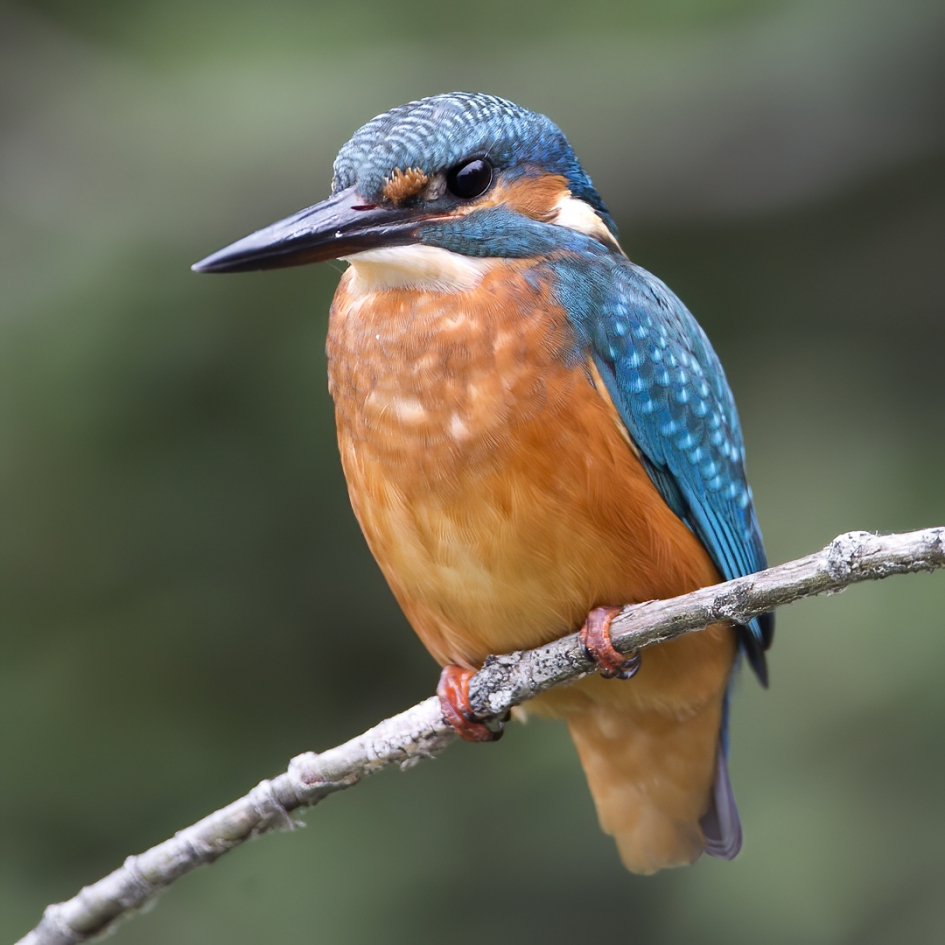 Strenge man - Vogels - IJsvogel