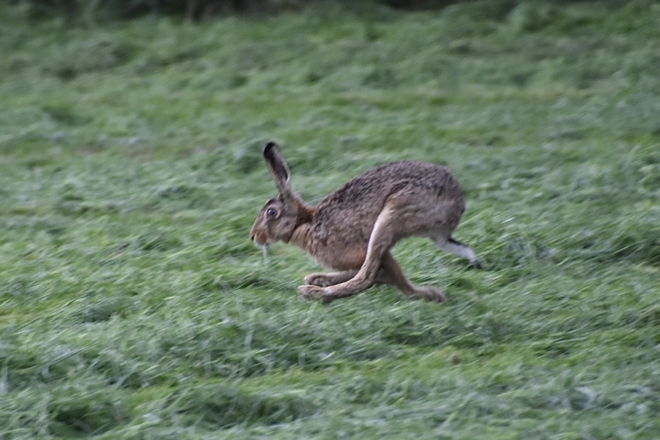 Toch maar op de loop - Zoogdieren - 