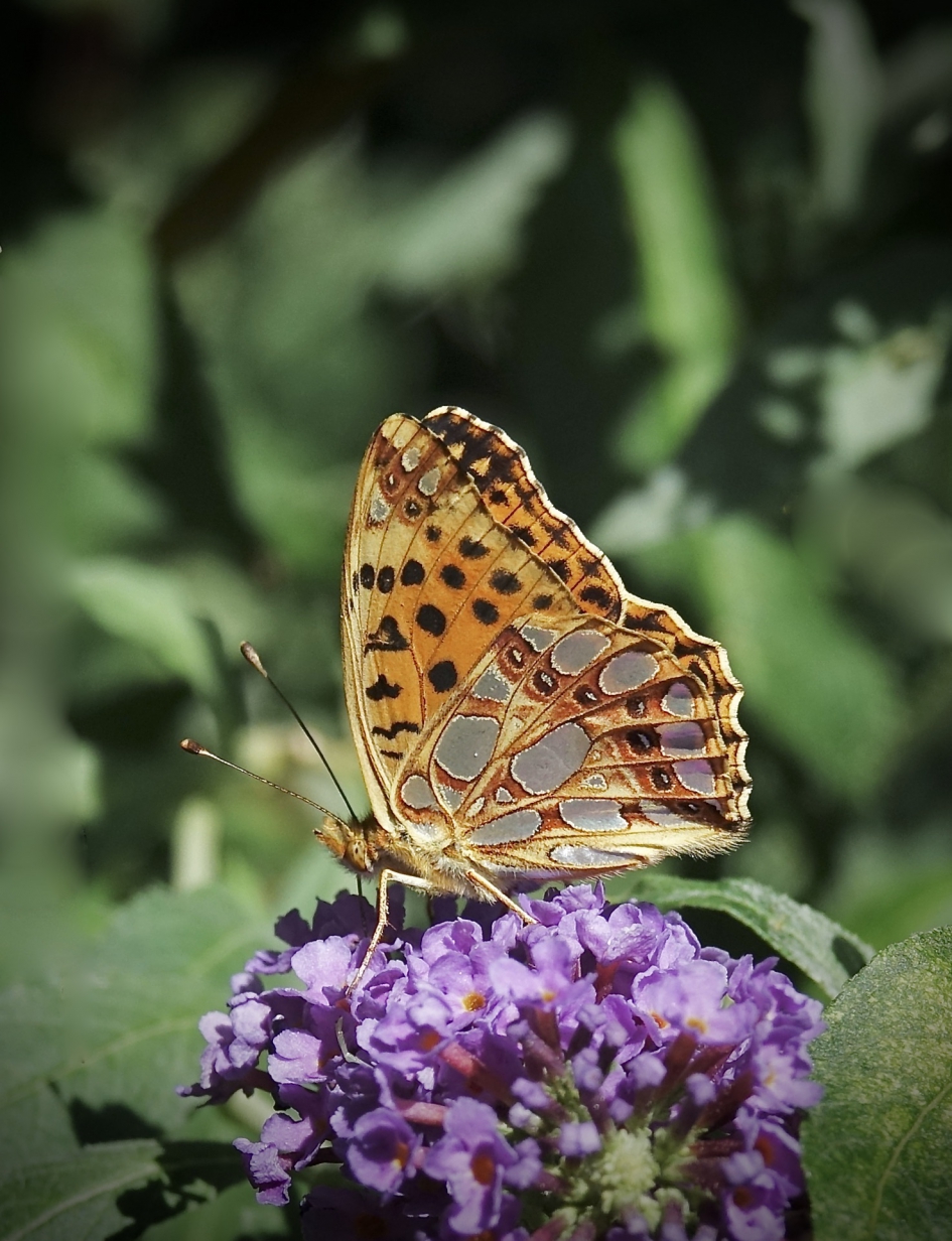 Tuinpareltje - Geleedpotigen - Kleine Parelmoervlinder