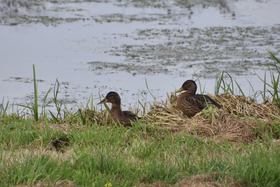 Twee woerden? - Vogels - 