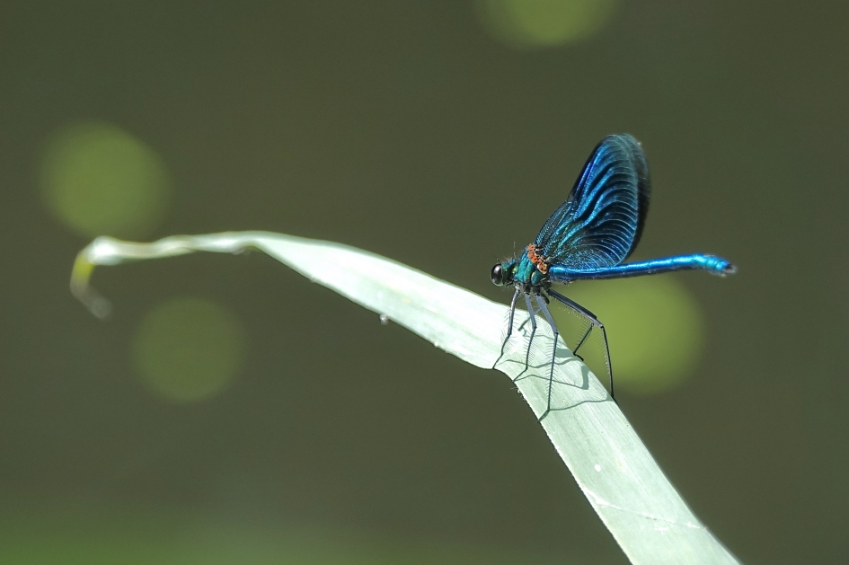 Uitzichtpunt - Geleedpotigen - Weidebeekjuffer