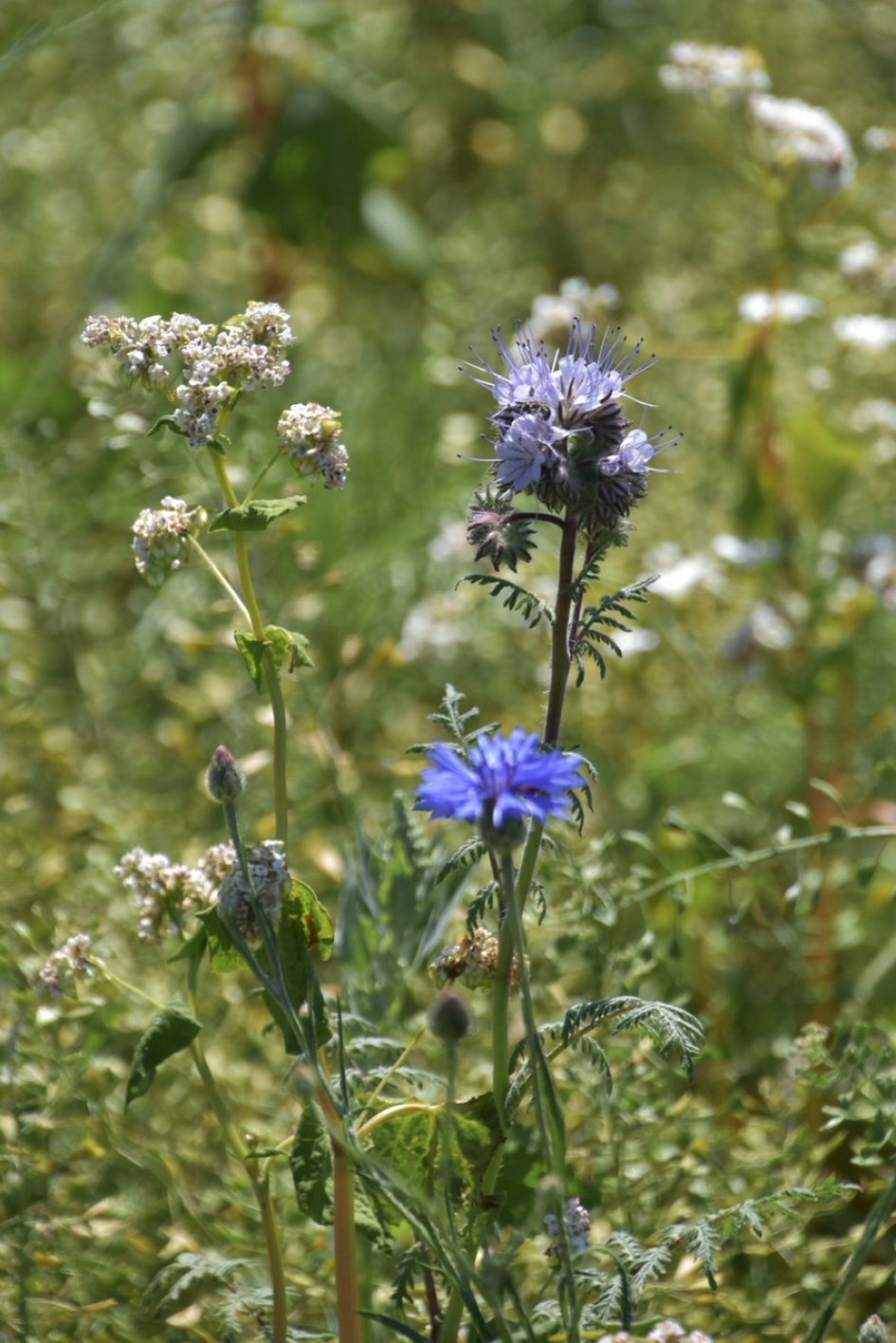 Van alles wat - Planten - 