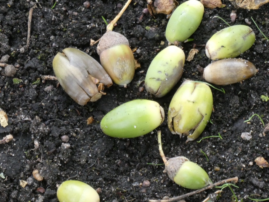 Veel gevallen eikels - Planten - 