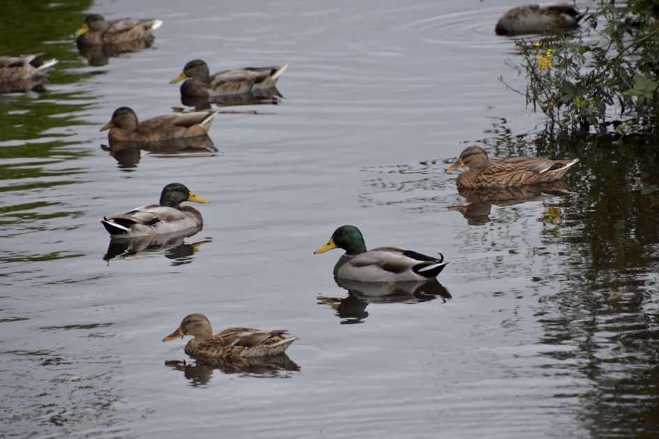 Veel wilde eenden - Vogels - 