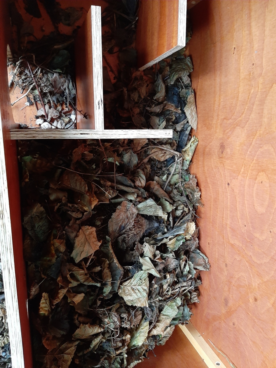 Verblijf gevuld met bladeren en in gebruik genomen. - Zoogdieren - egelhotel