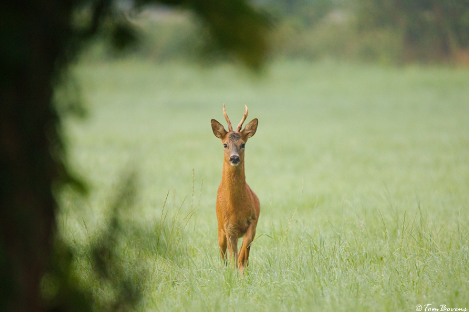 Verrassing - Zoogdieren - Reebok