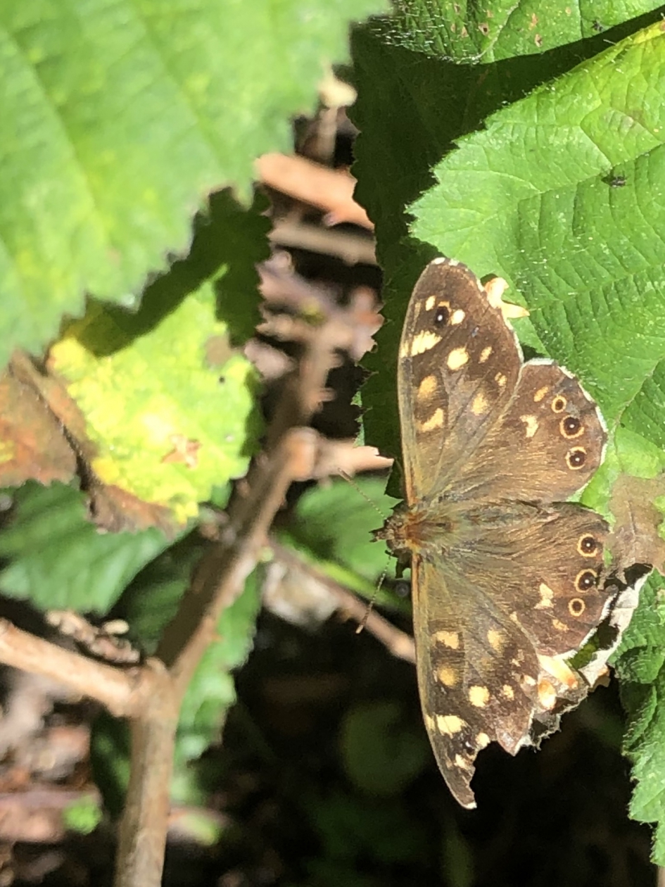 Vlinder - Geleedpotigen - 