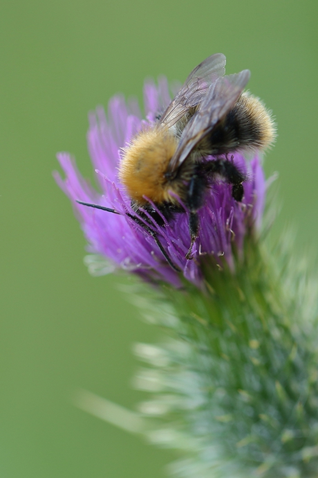 wat van ver komt is lekker