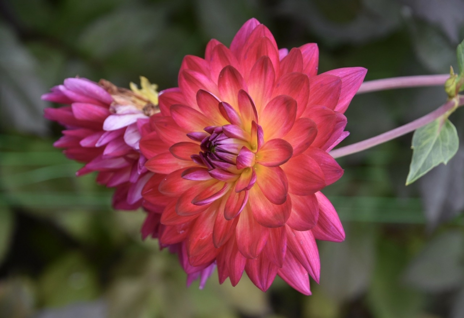 Wat zijn ze mooi van kleur - Planten - 