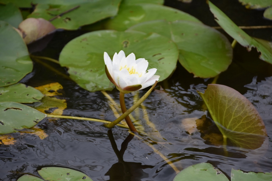 Waterlelie - Planten - 