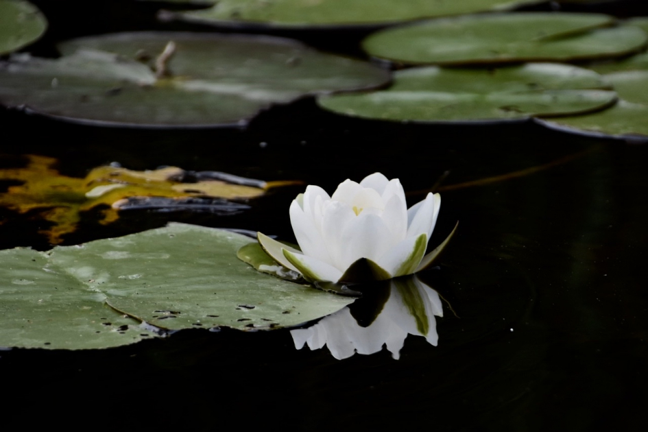 Waterlelie - Planten - 