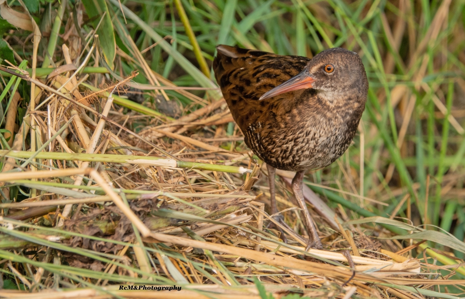 Waterral. - Vogels - Waterral.