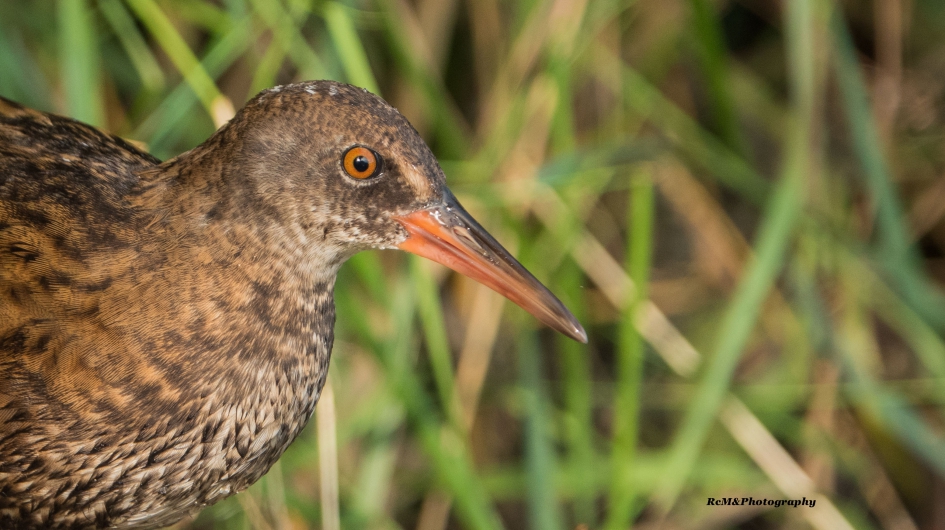 Waterral. - Vogels - Waterral.