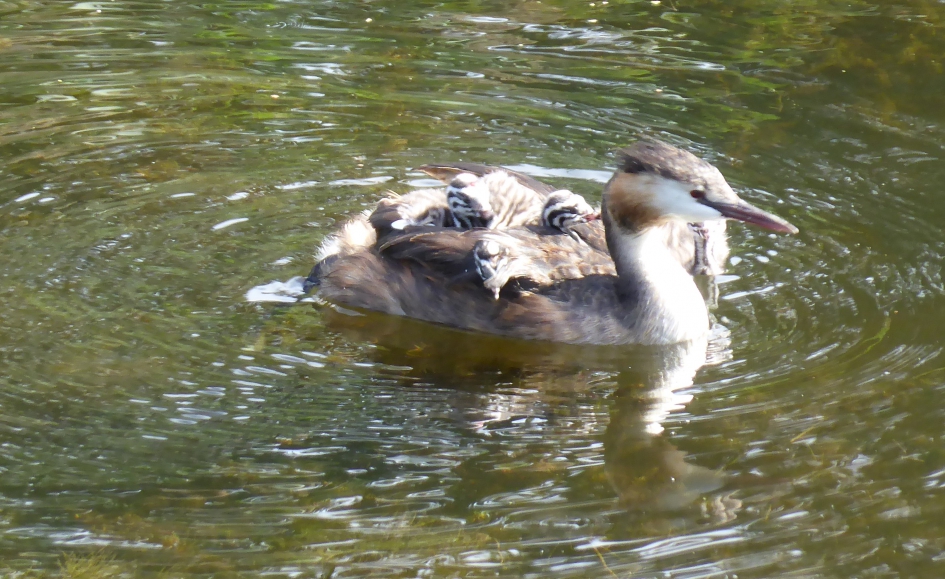 Watervogel - Vogels - Fuut