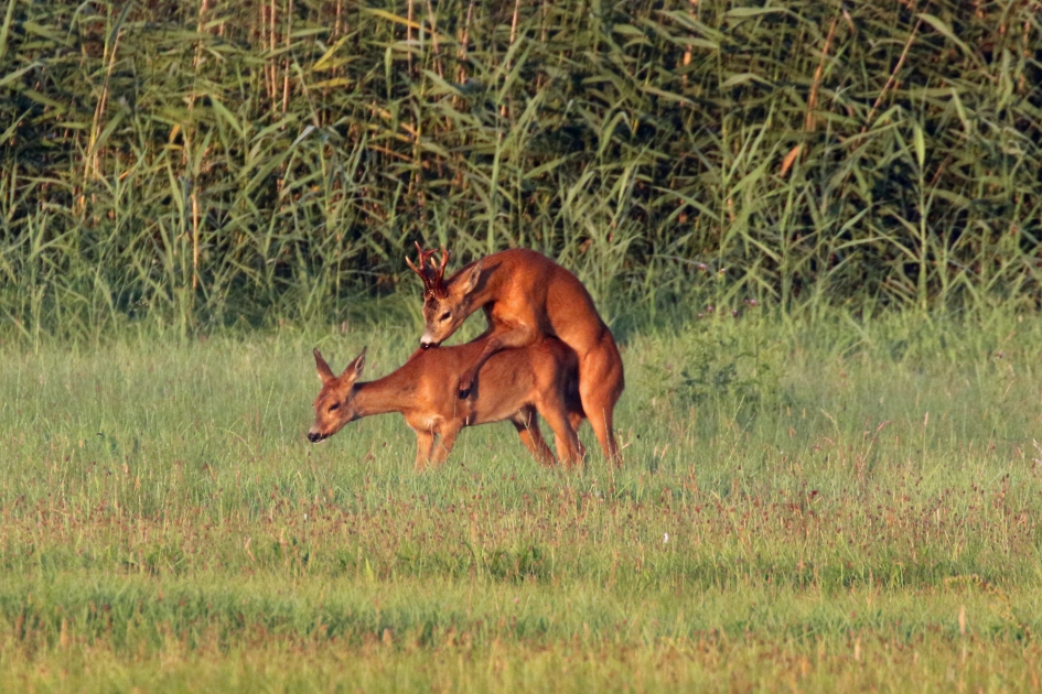 We zijn er vroeg bij... - Zoogdieren - Reebok en reegeit