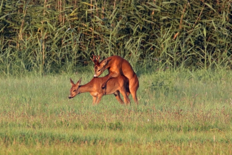 We zijn er vroeg bij...