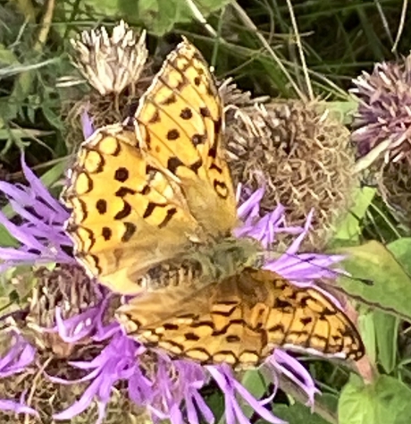 Weet iemand wat voor vlinder dit is