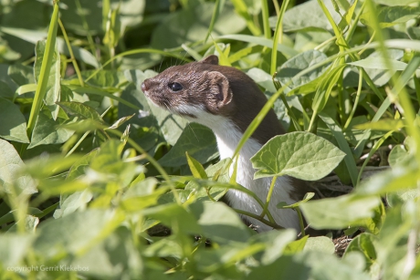 wezel laat kopje even zien