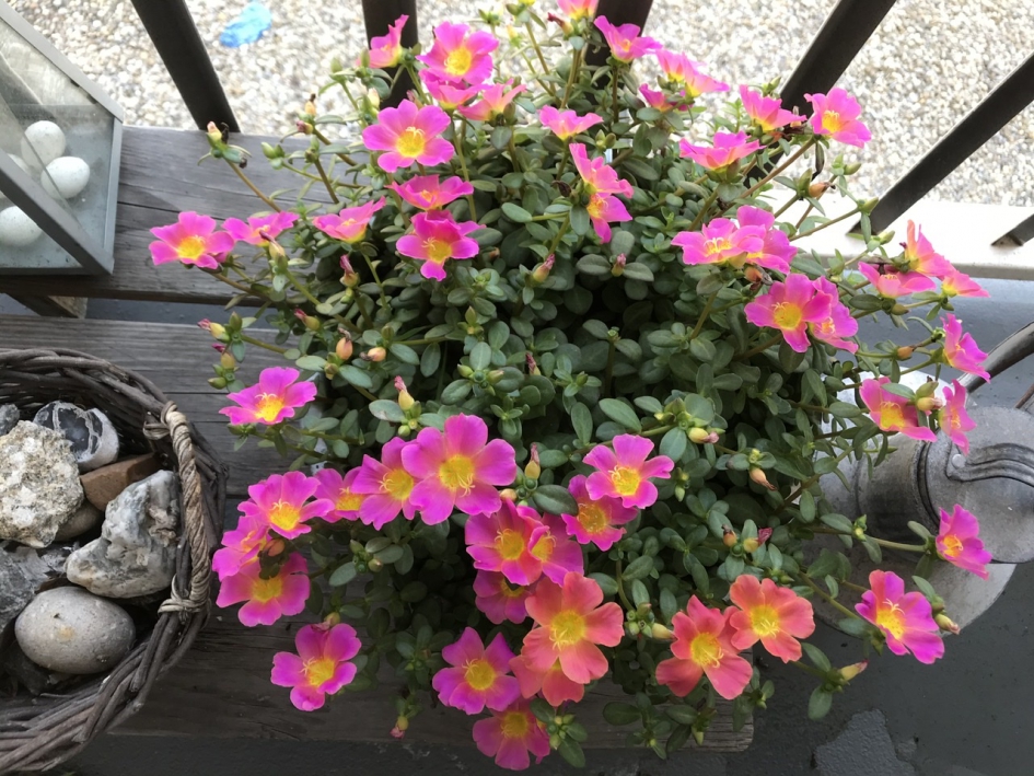 Wij houden van zon.... - Planten - 