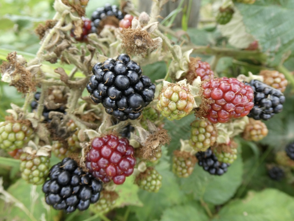 Wilde bramen - Planten - 