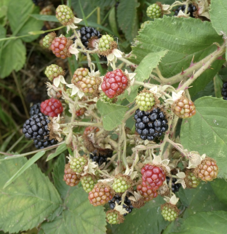 Wilde bramen - Planten - 