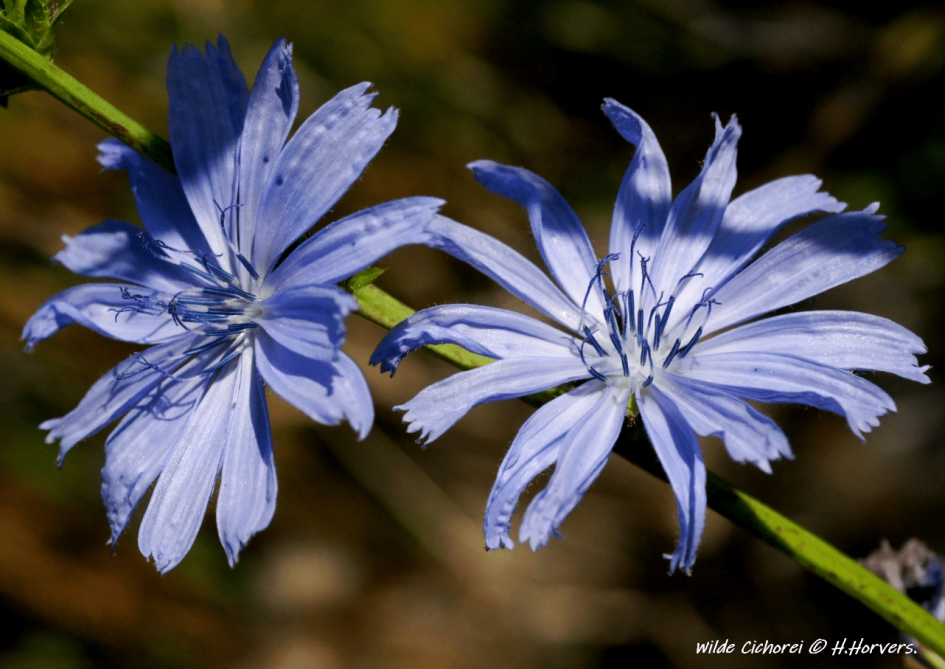 Wilde Cichorei - Planten - Wilde Cichorei