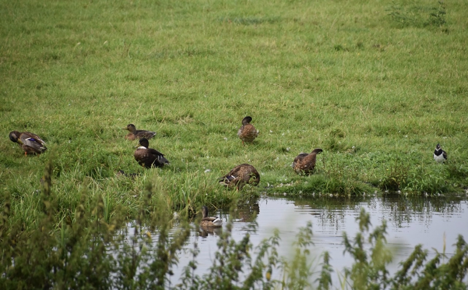 Wilde eenden - Vogels - 