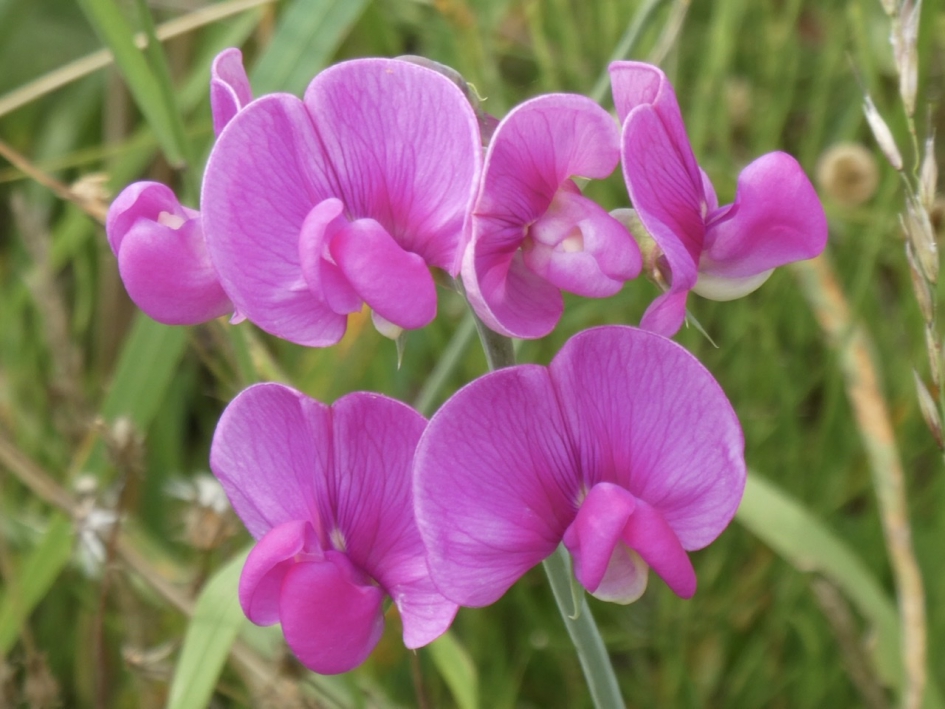 Wilde lathyrus - Planten - 