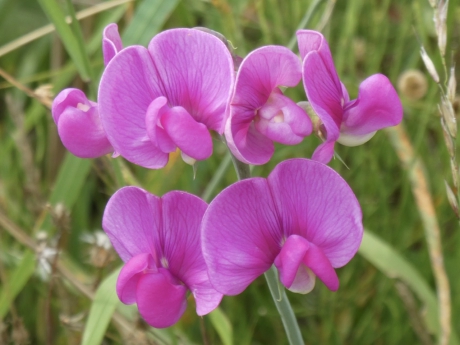 Wilde lathyrus