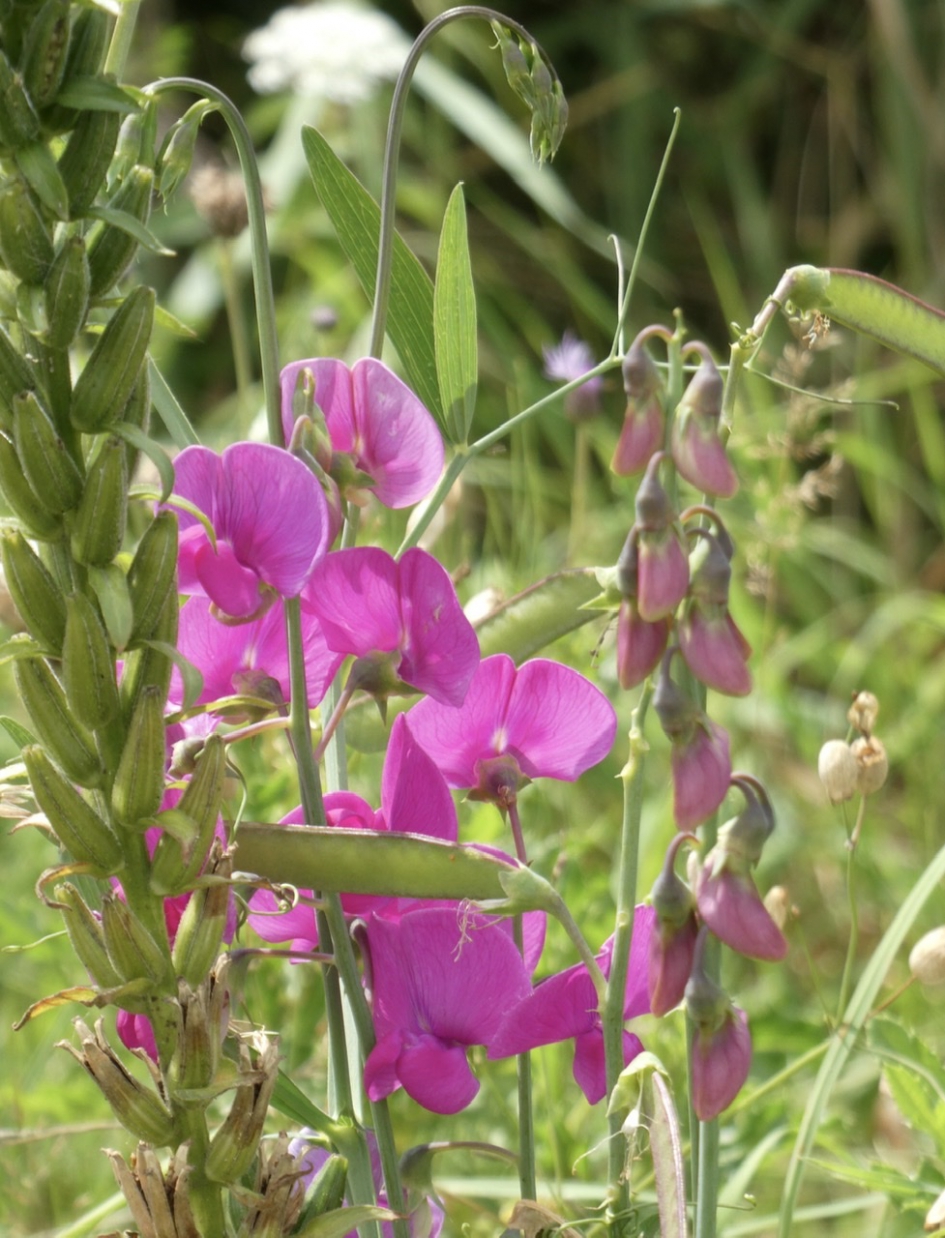 Wilde lathyrus - Planten - 