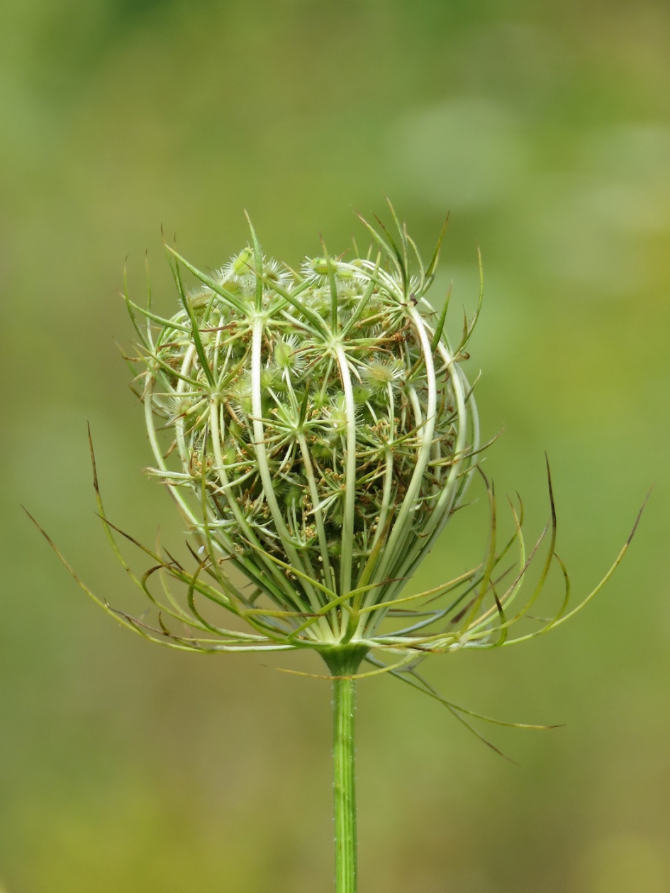 Wilde peen - Planten - Wilde peen