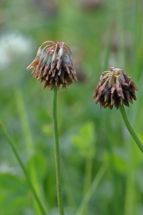 witte klaver........maar nu niet meer