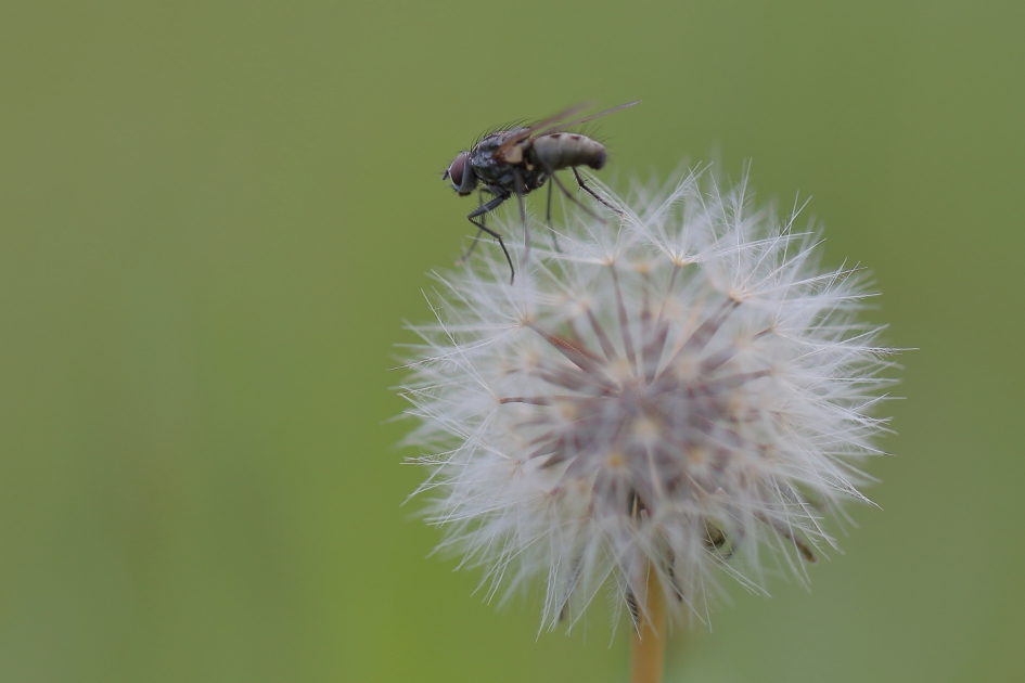 zachte landing - Geleedpotigen - echte vlieg