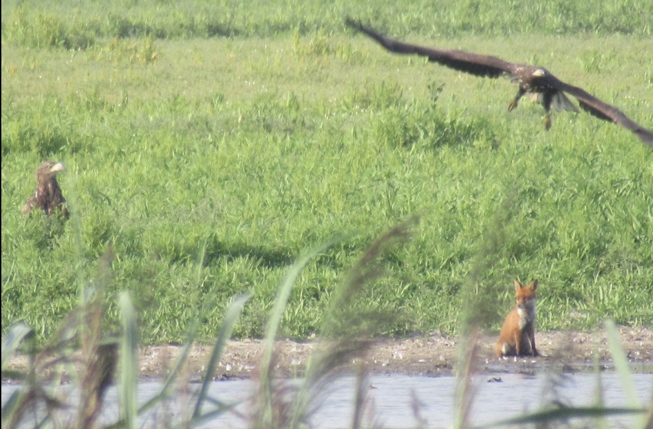 Zeearend(en) met vos - Vogels - Zeearend