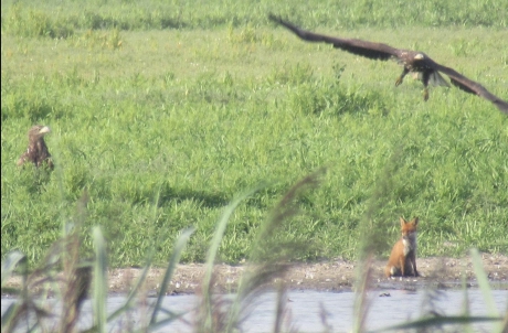 Zeearend(en) met vos