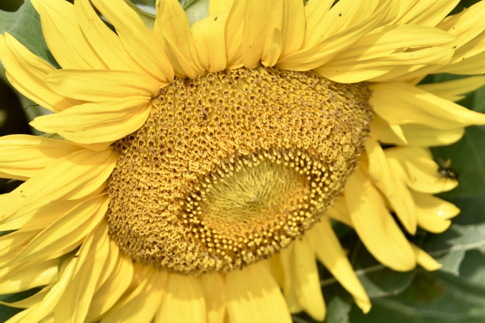 Zonnebloem - Planten - 