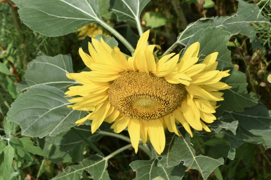 Zonnebloem - Planten - 